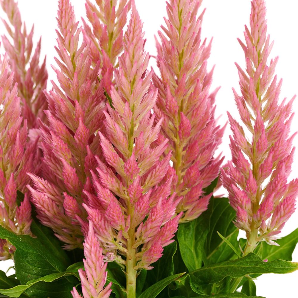 Celosia Flirt Salmon a plumosa type Celosia Flirt® Salmon from the Plumosa family, bred by Royal Van Zanten
