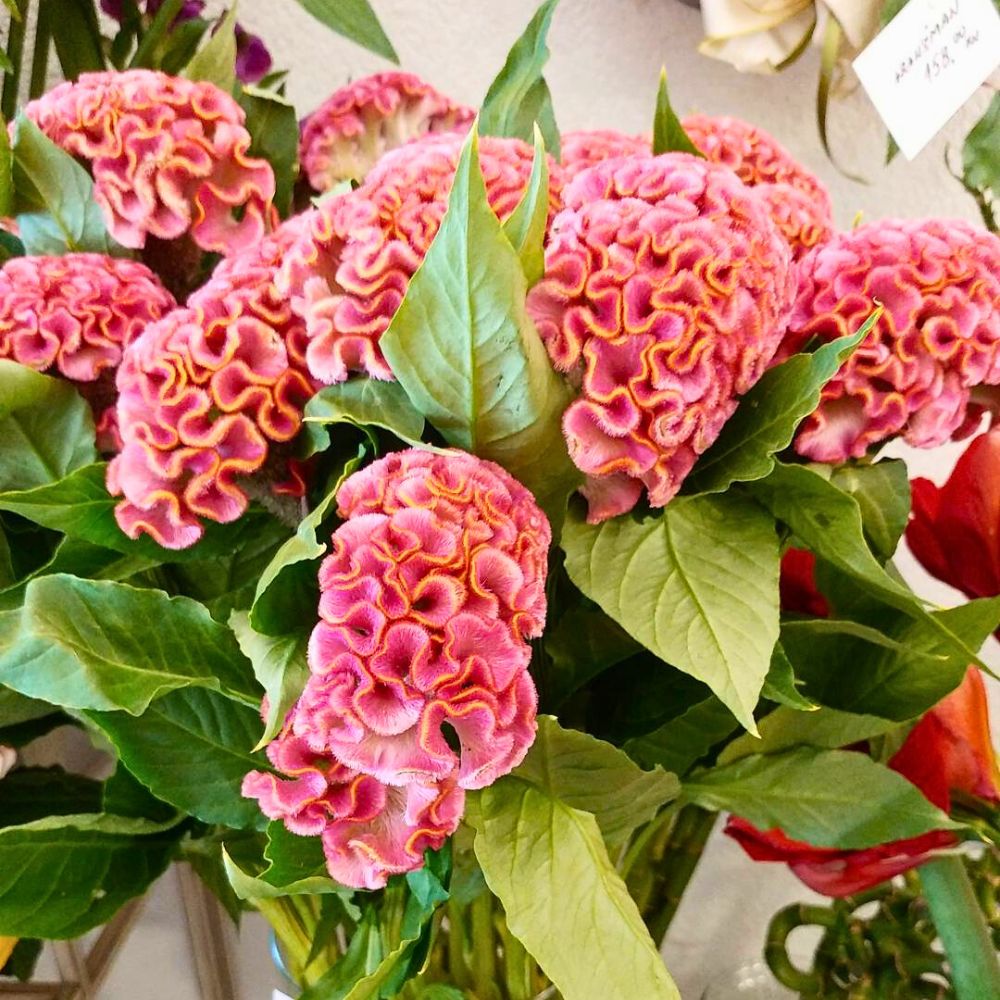 Celosia Cristata Celosia Cristata