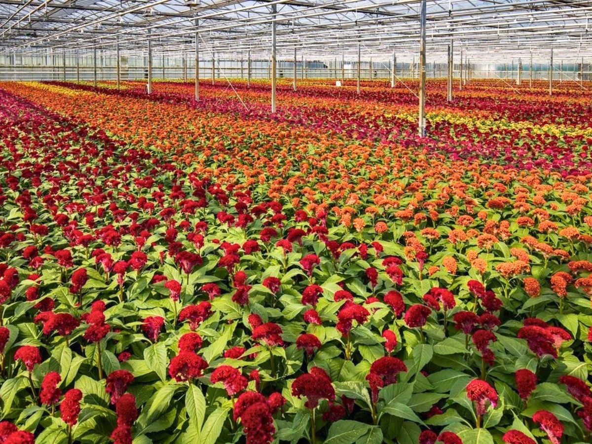 Flowering Celosias in a greenhouse Flowering Celosias in a greenhouse