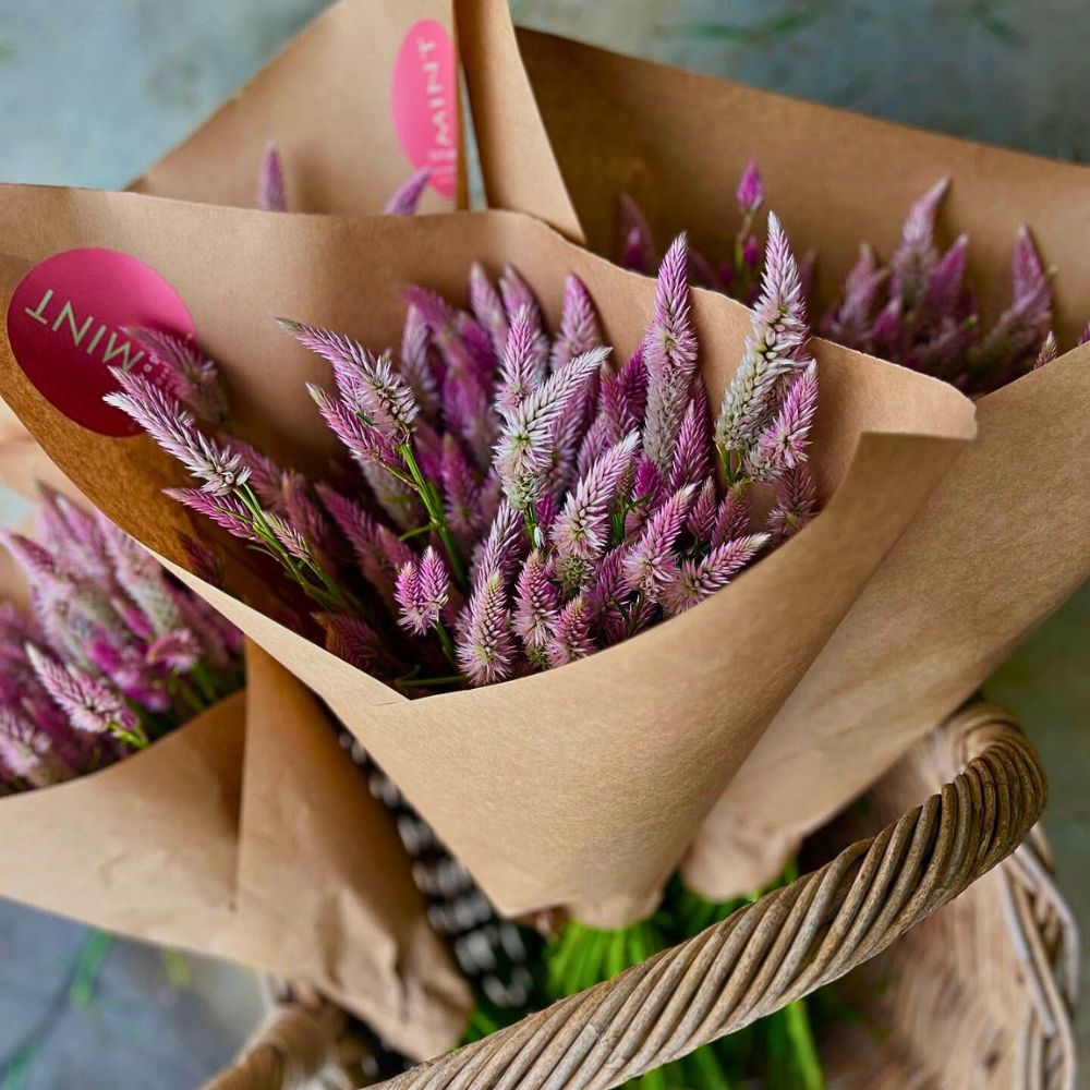 Celosia plumosa bunches Celosia plumosa bunches