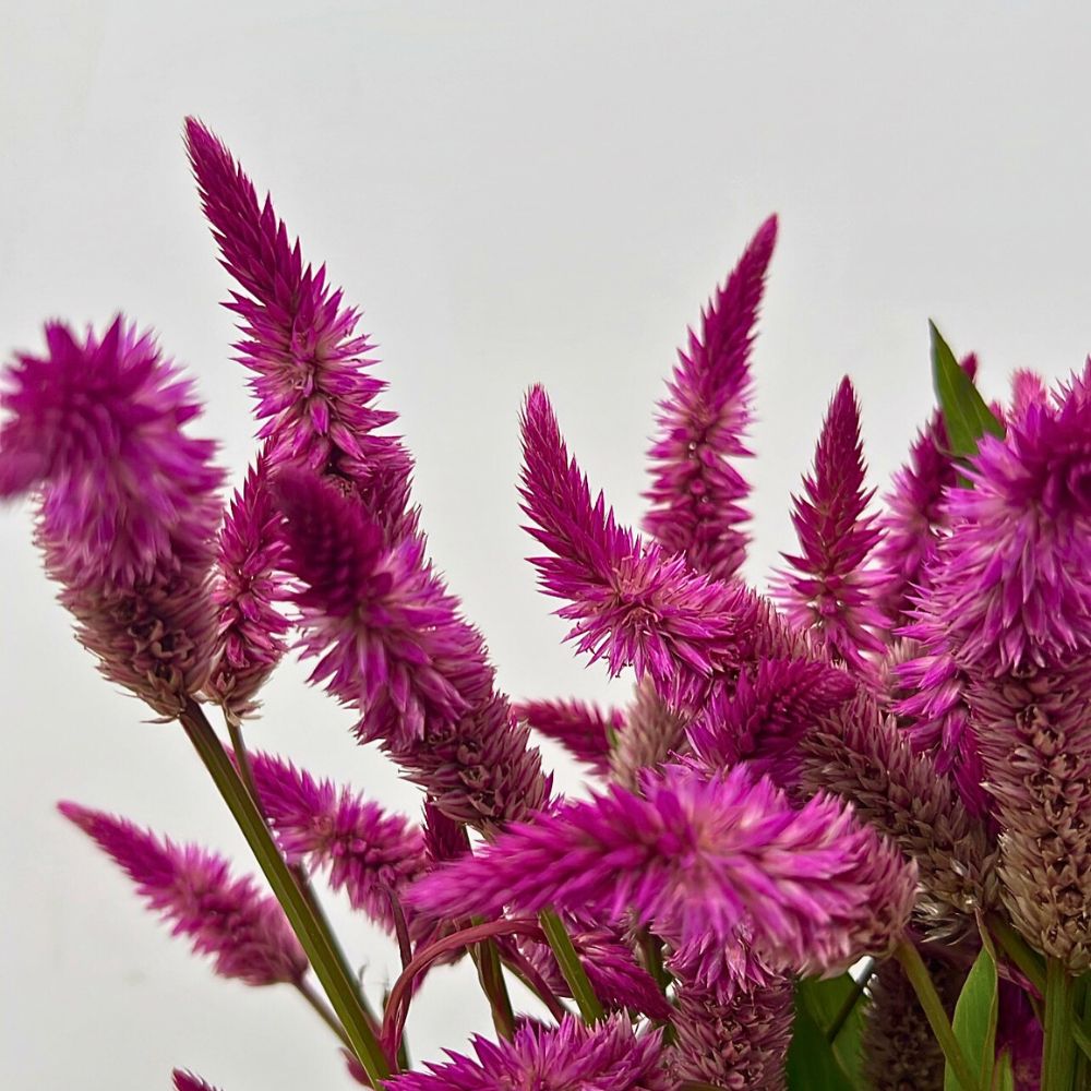 Purple Celosia plumosa Purple Celosia plumosa