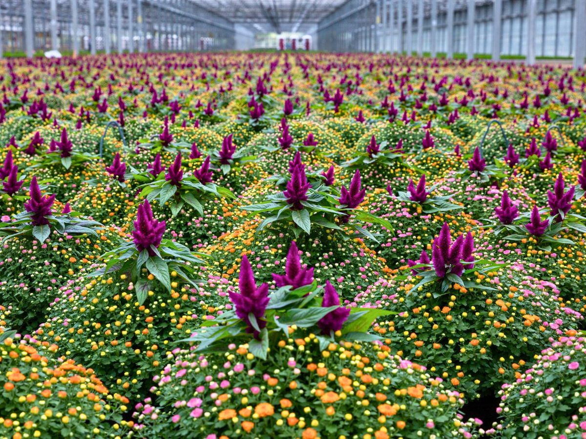 Celosia flowers paired with Chysanthemums Celosia flowers paired with Chysanthemums