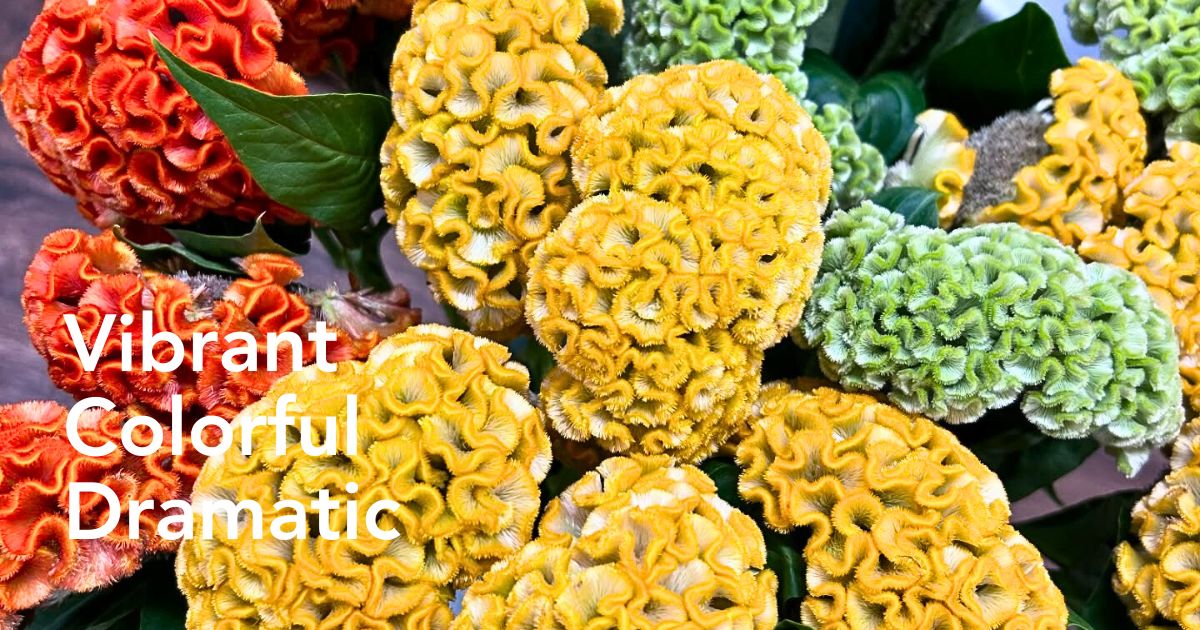 Celosia Flower