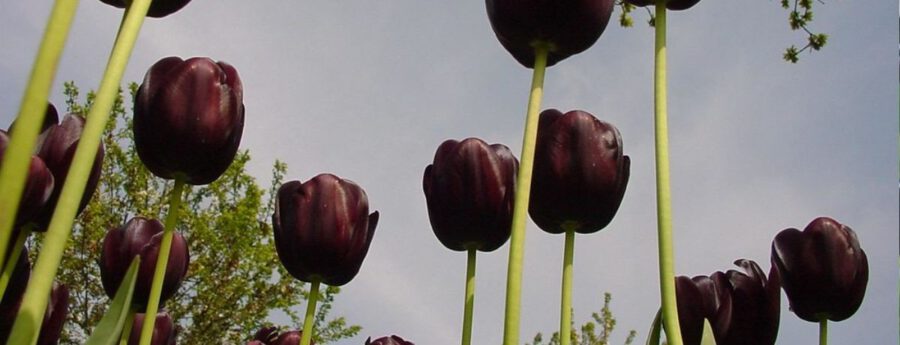 Black tulips in field