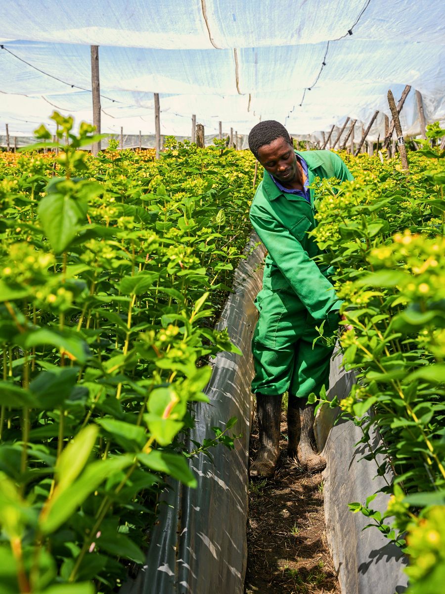 Hypericum Crop Rotation and Intercropping Present a Unique Approach to Sustainable Floriculture