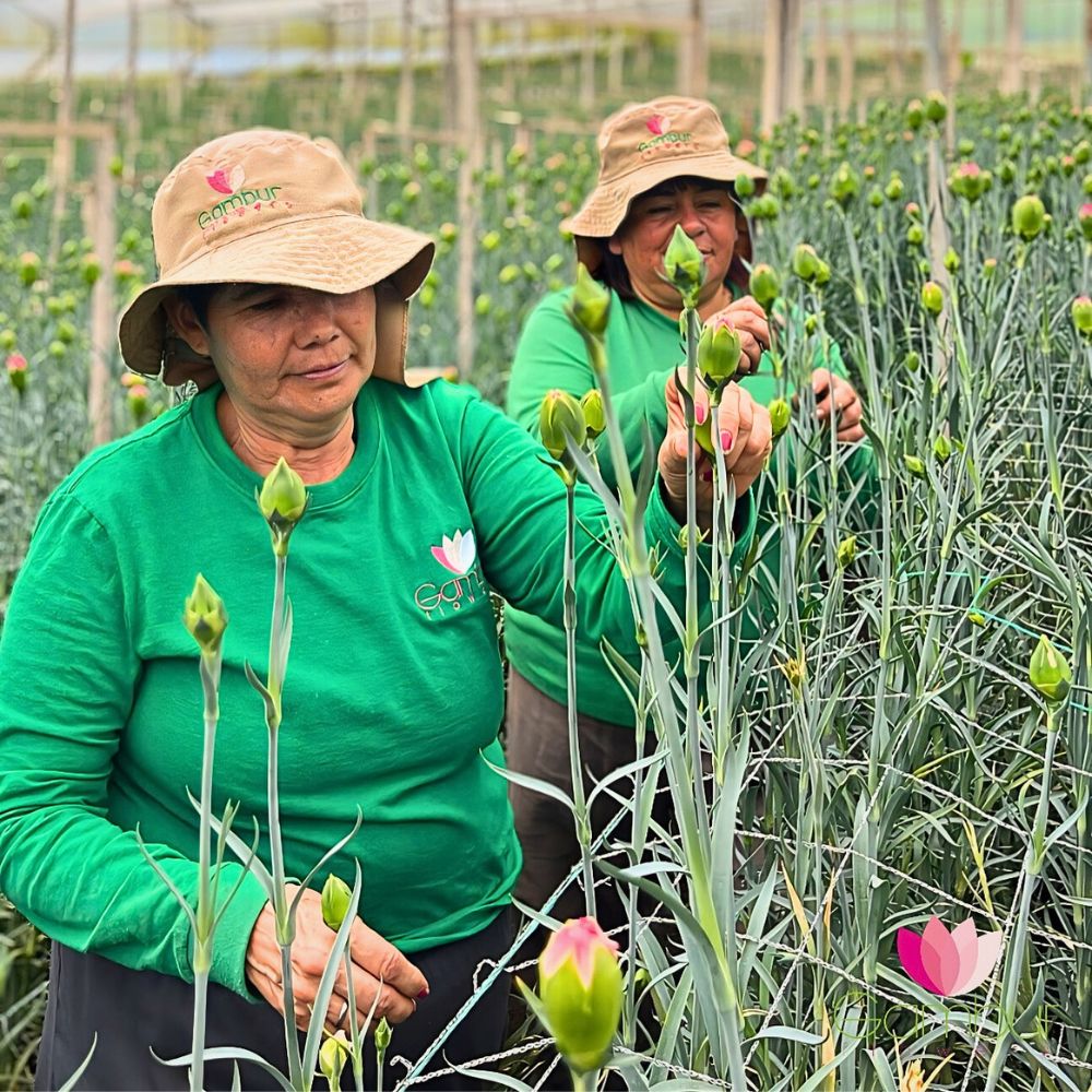Carnation Crop Rotation and Intercropping Present a Unique Approach to Sustainable Floriculture