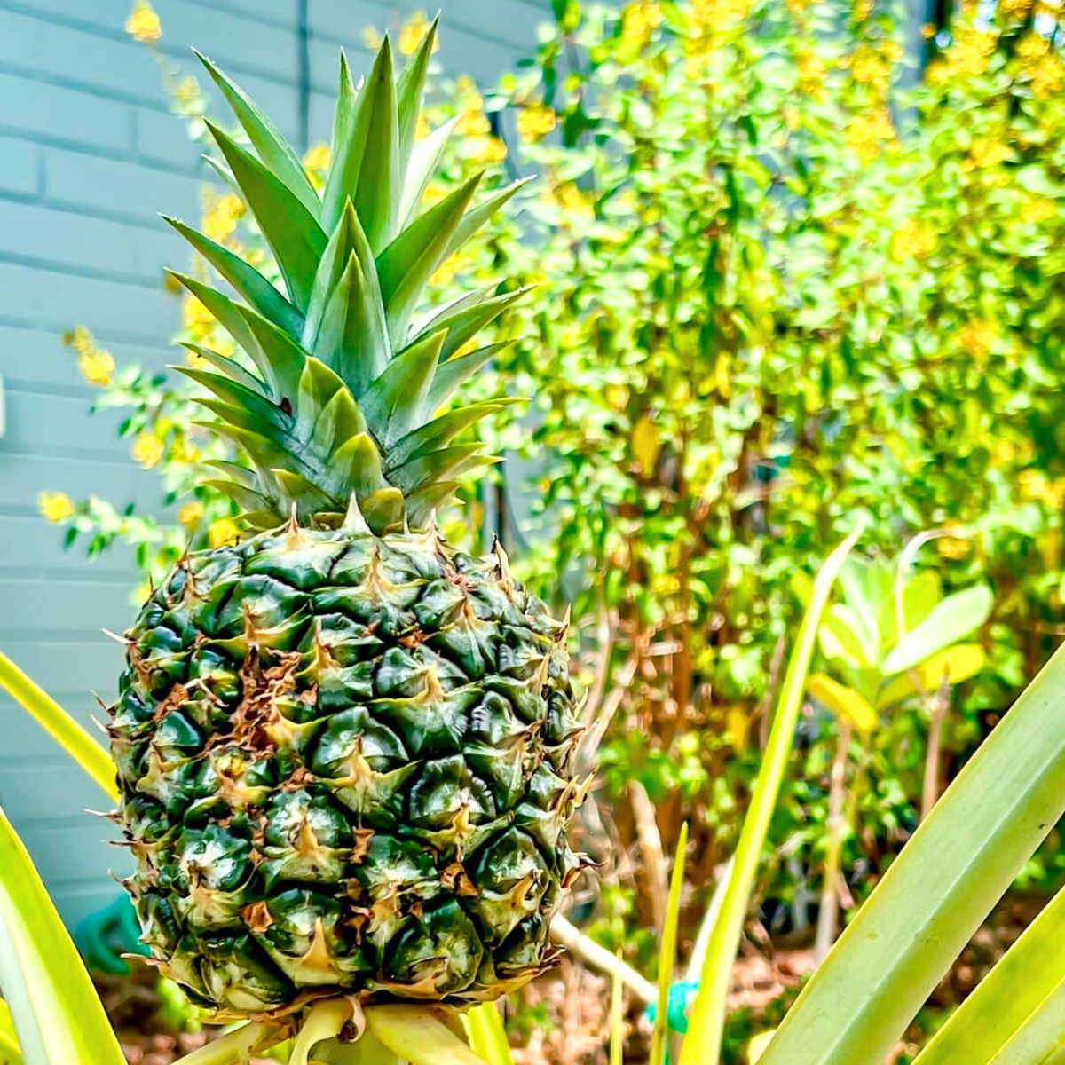 A pineapple in a garden