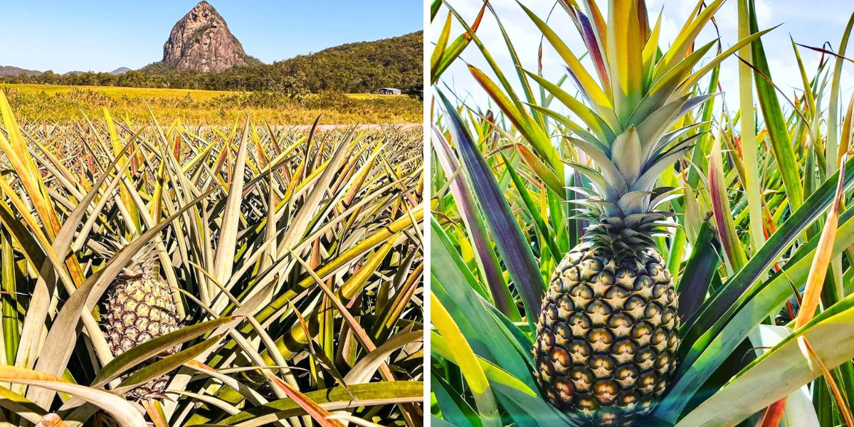 Cultivation of pineapples