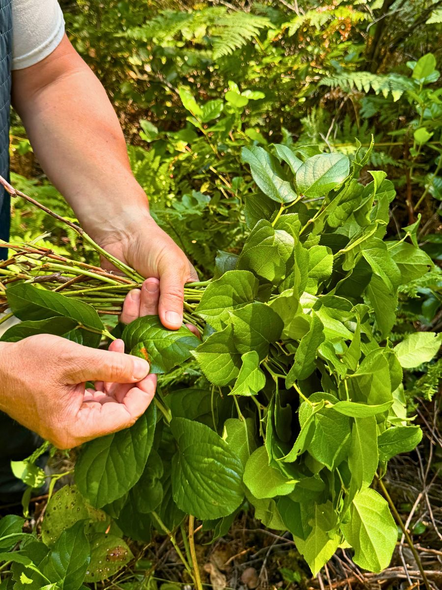 Floral greens Crop Rotation and Intercropping Present a Unique Approach to Sustainable Floriculture