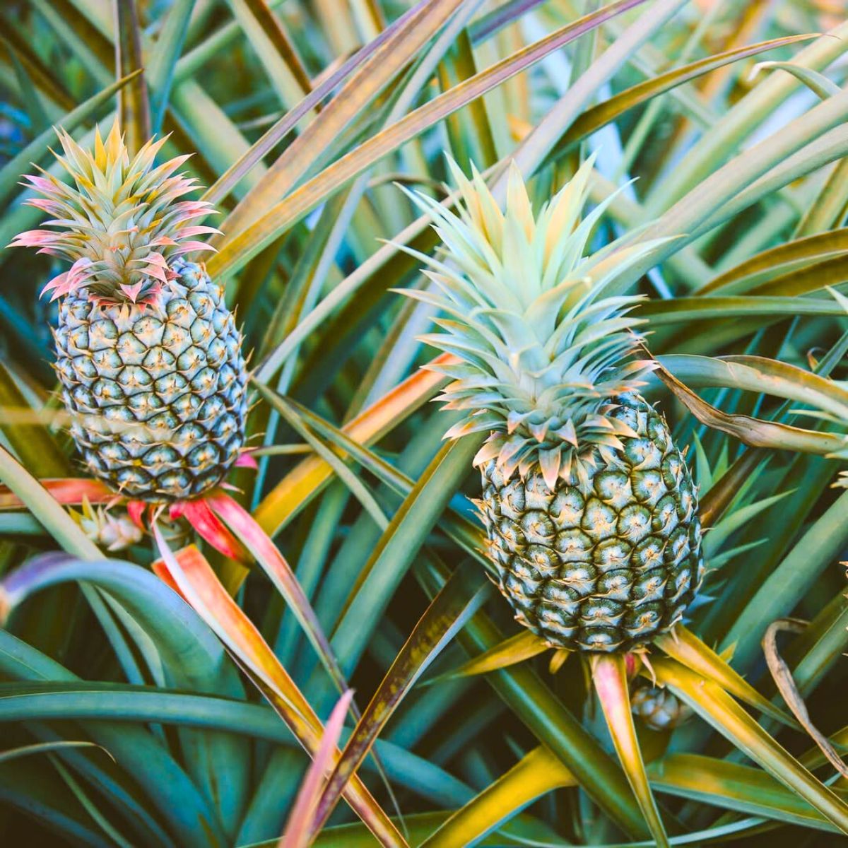 Pineapples being grown in a cultivation