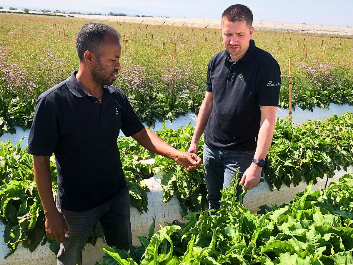 Klaver Flowers Crop Rotation and Intercropping Present a Unique Approach to Sustainable Floriculture