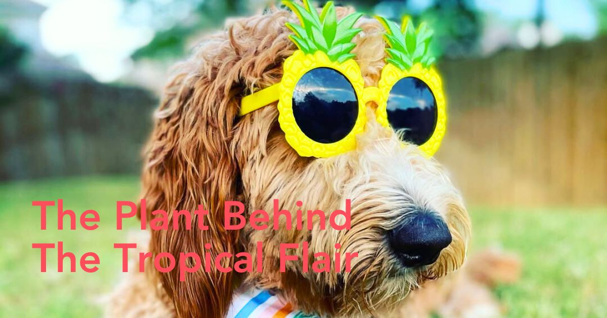 Dog with pineapple glasses