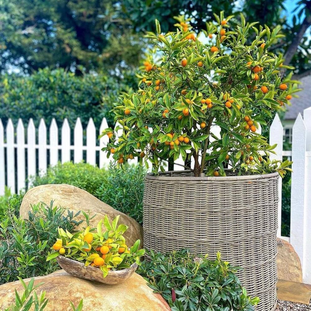 Kumquat plant in garden area