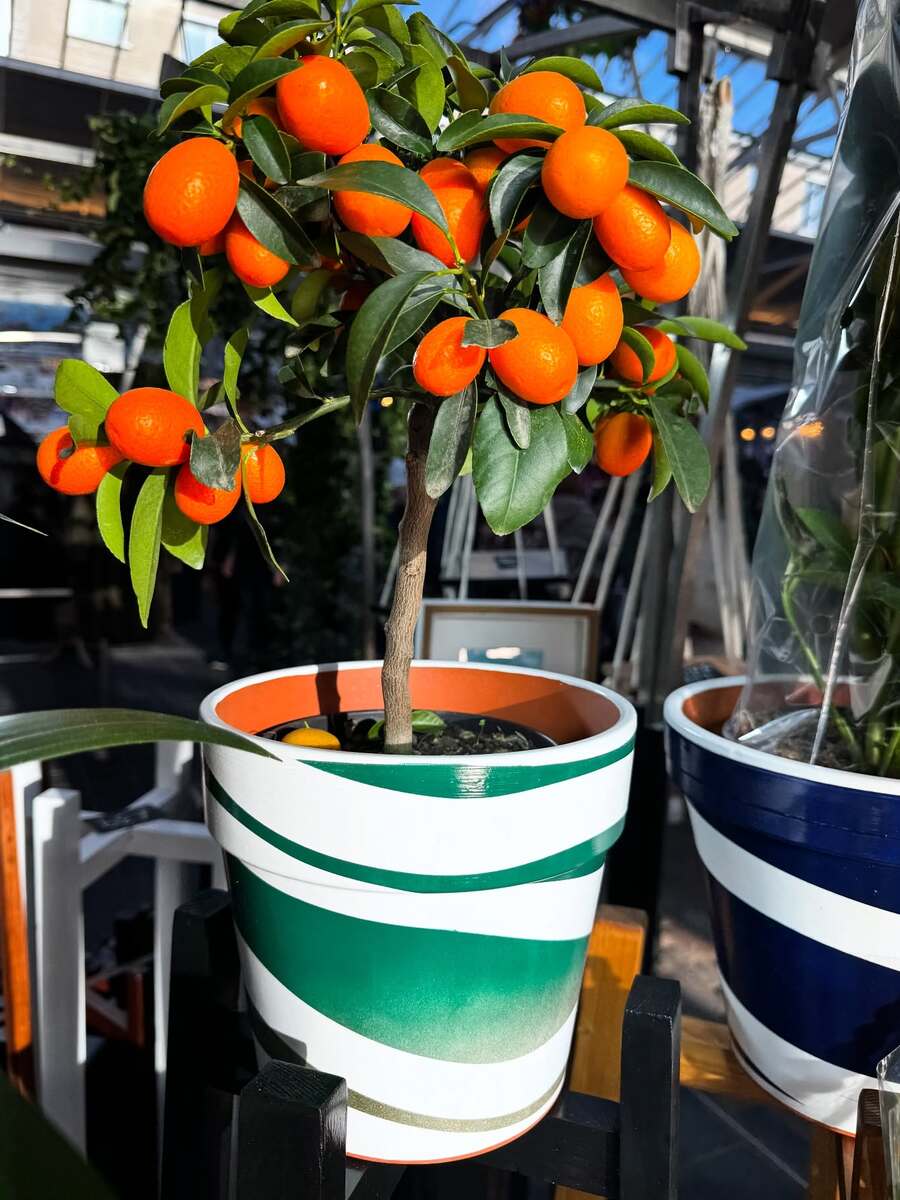 dwarf kumquat trees are perfect for small space