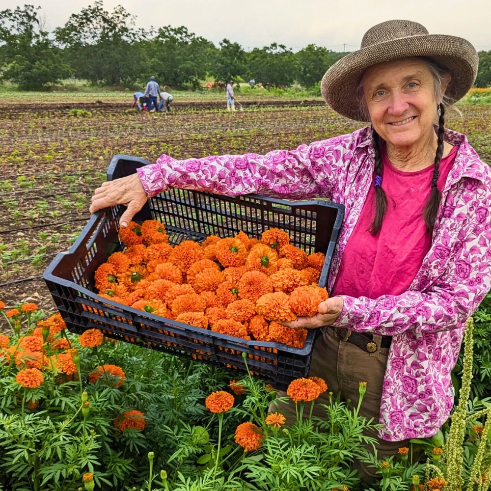 Marigold Crop Rotation and Intercropping Present a Unique Approach to Sustainable Floriculture
