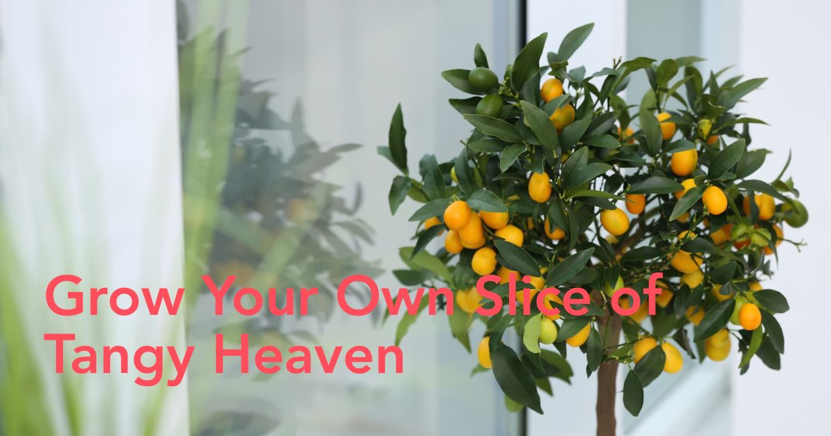 Kumquat tree header image