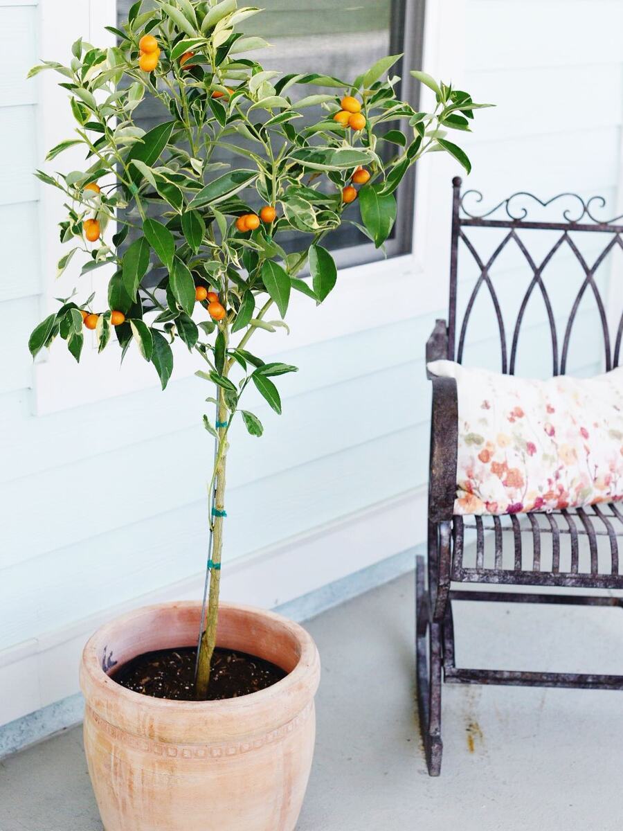 Decor outdoor with Kumquat tree