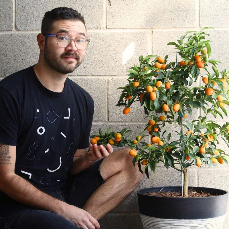 Kumquat tree Feature image