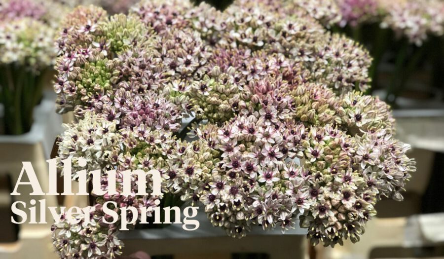 Peter's weekly Menu 21 - Allium Silver Spring   - on Thursd Peter's weekly Menu