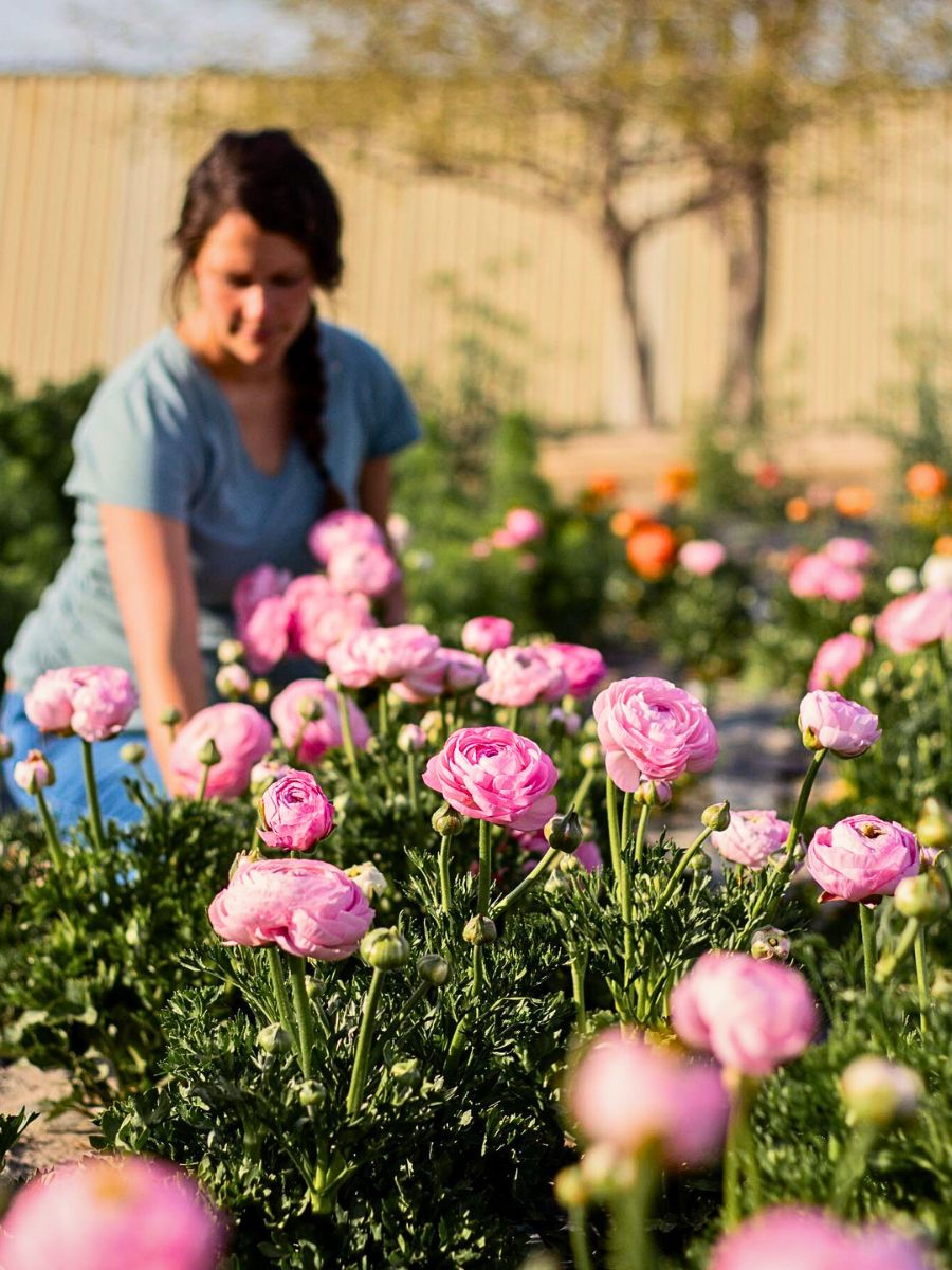 Ranunculus in bloom Crop Rotation and Intercropping Present a Unique Approach to Sustainable Floriculture