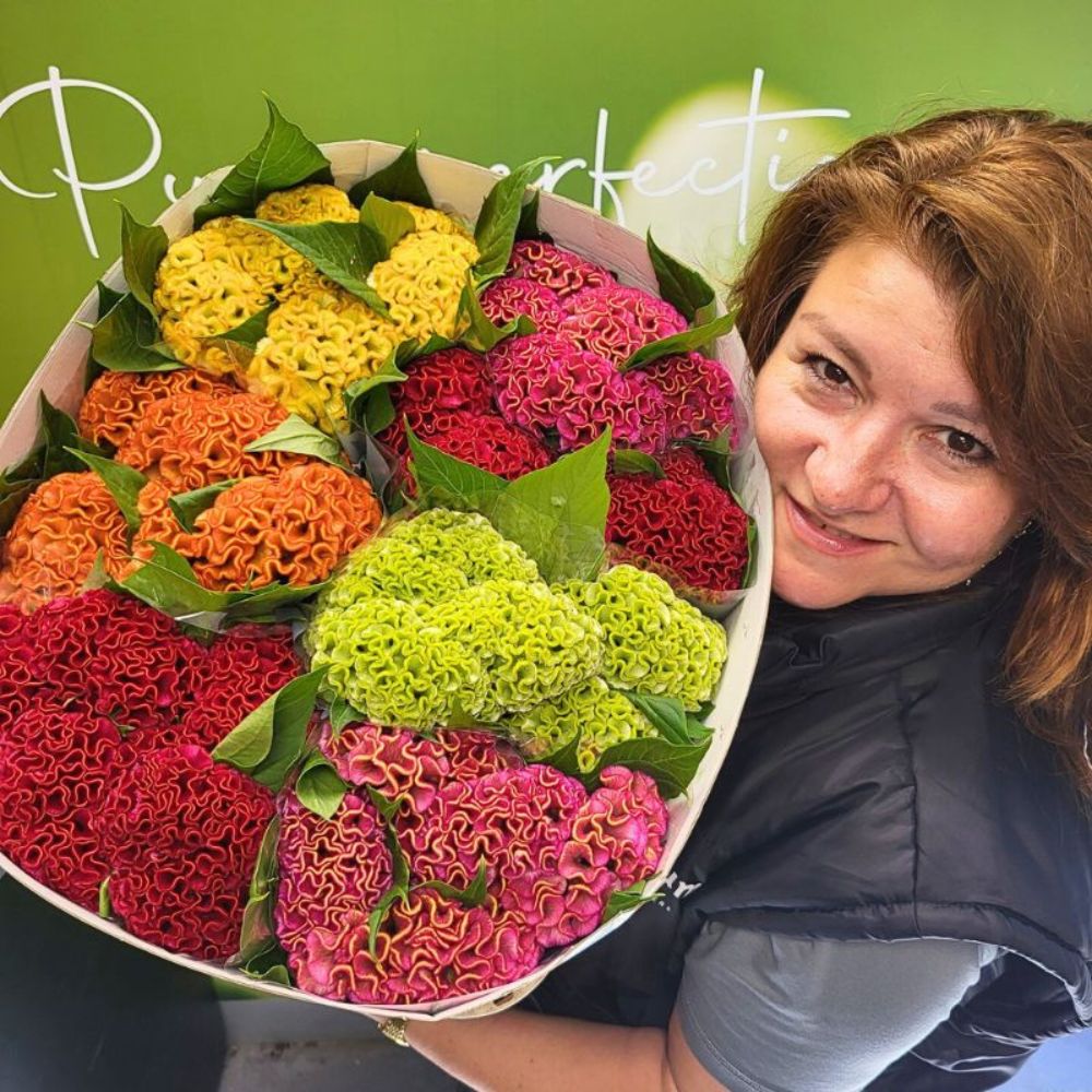 Celosia Flower