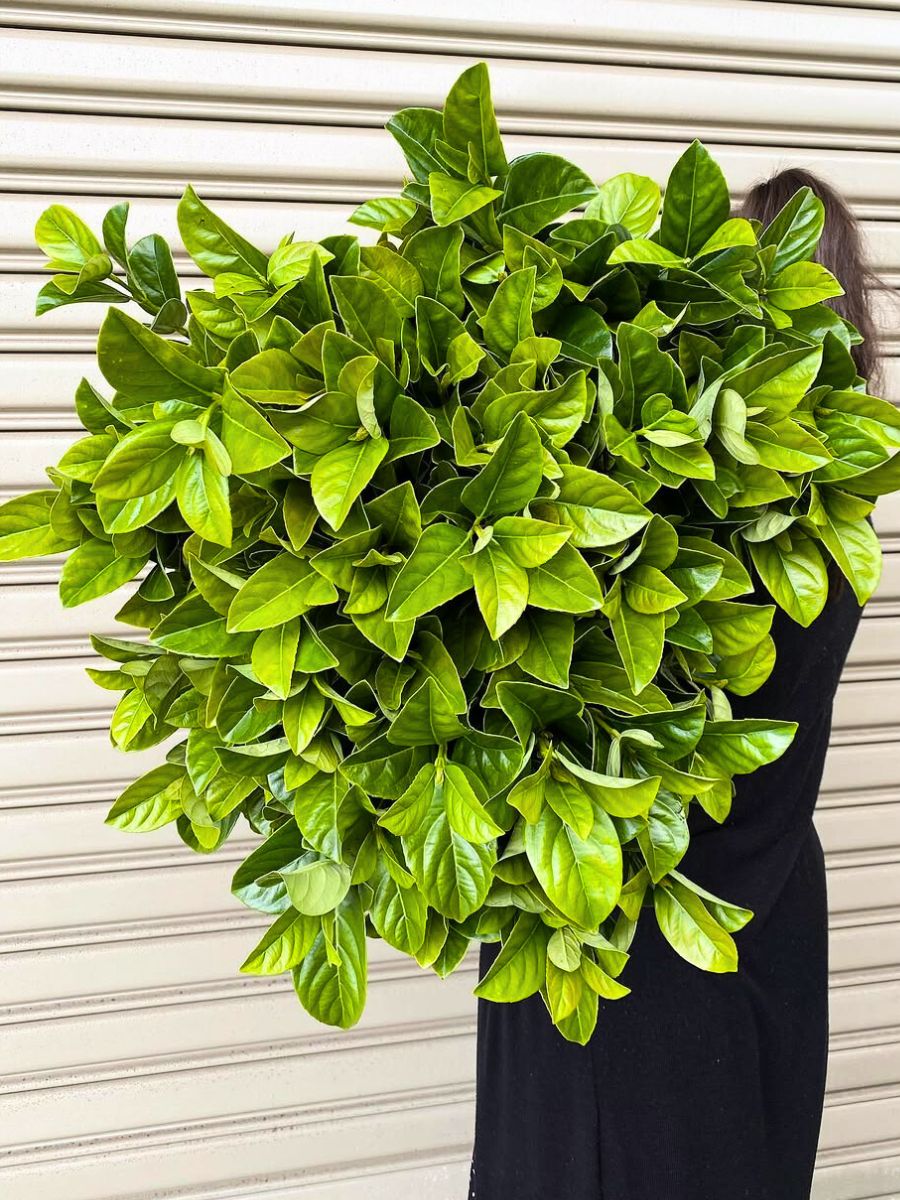 Huge arrangement of Viburnum leaves Huge arrangement of Viburnum leaves