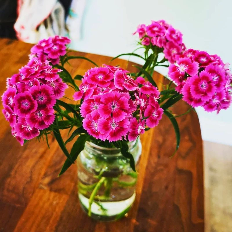 Sweet William Flower meaning