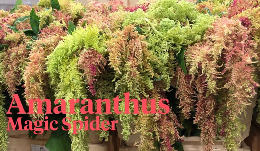 Peter's weekly Menu 21 - Amaranthus Magic Spider - on Thursd