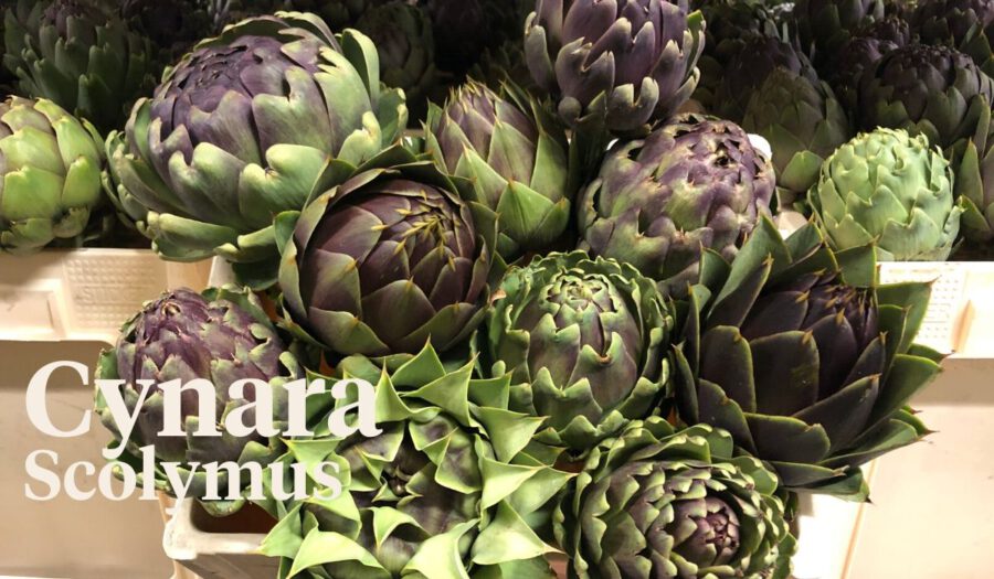 Peter's weekly Menu 21 - Cynara Scolymus - on Thursd