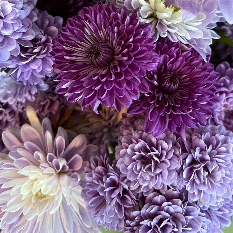 BluOcean Chrysants by J. Schwanke BluOcean Chrysants by J. Schwanke