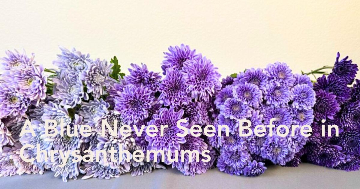 BluOcean Chrysanthemums Wafex Australia