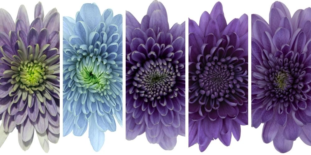 BluOcean Chrysants Assortment
