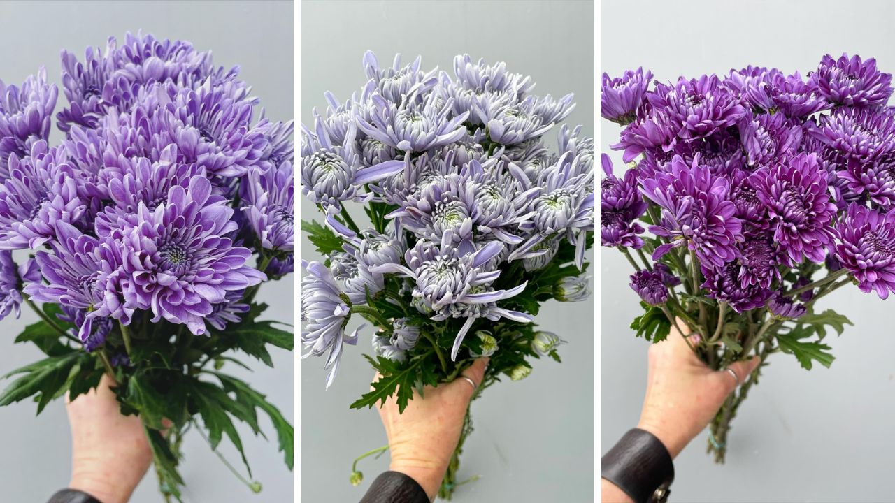 BluOcean Suntory Florigene Wafex Chrysants Assortment BluOcean Suntory Florigene Wafex Chrysants Assortment