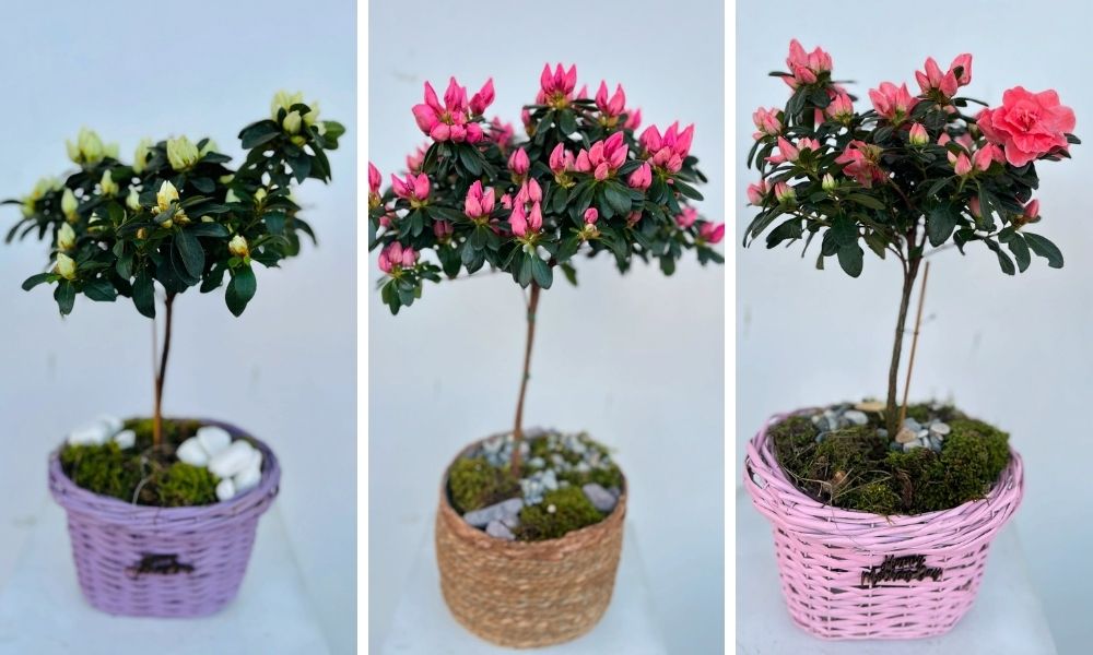 Azalea's for Mothers day Azalea's for Mothers day