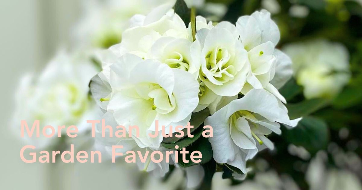 Azalea Flower Meaning