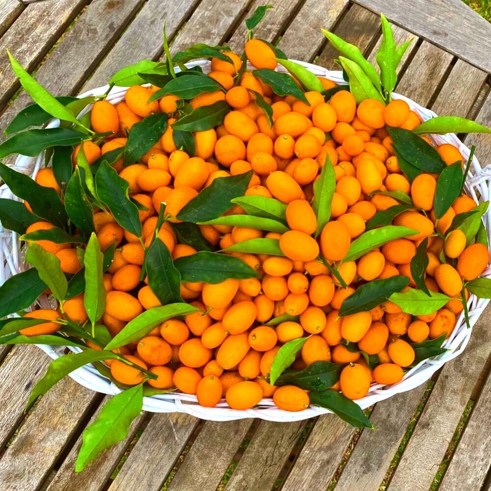 Kumquats Tree Fruit