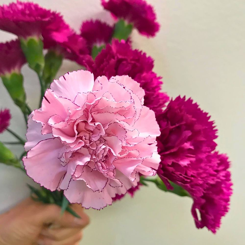 Carnations are Edwin's favorite 10 Questions to Edwin Gakonyo