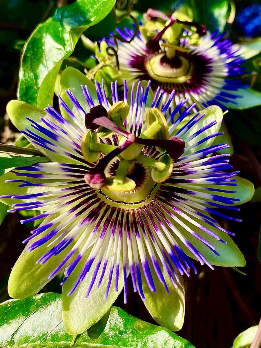 Colorful and detailed Passiflora Caerulea Colorful and detailed Passiflora Caerulea