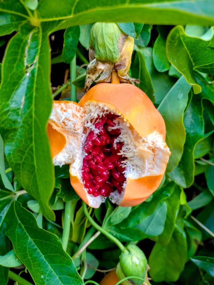 A ripe Passiflora plant A ripe Passiflora plant