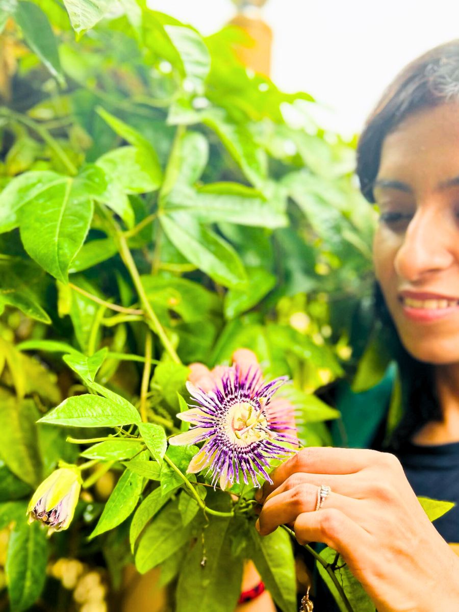 Care tips for Passiflora caerulea Care tips for Passiflora caerulea