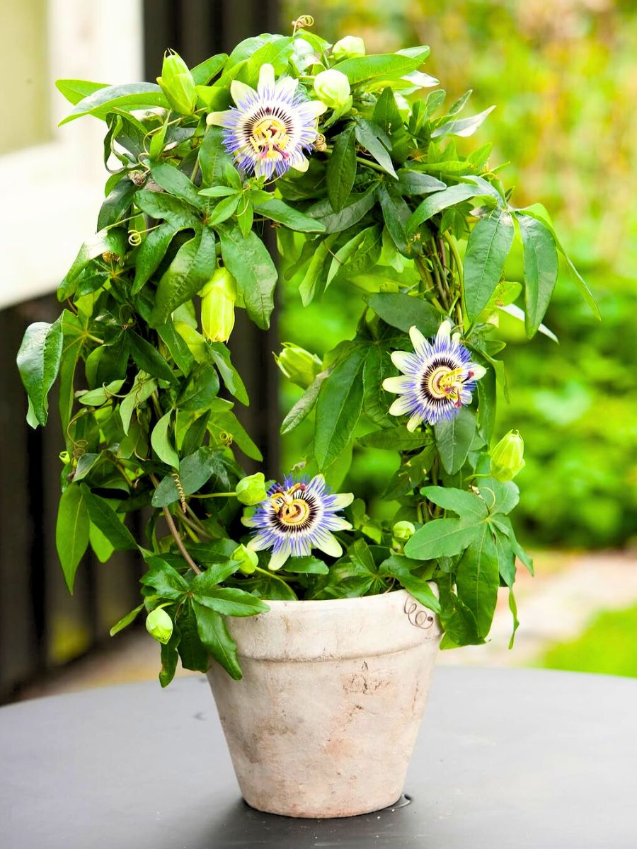 Passiflora caerulea outdoor plant Passiflora caerulea outdoor plant