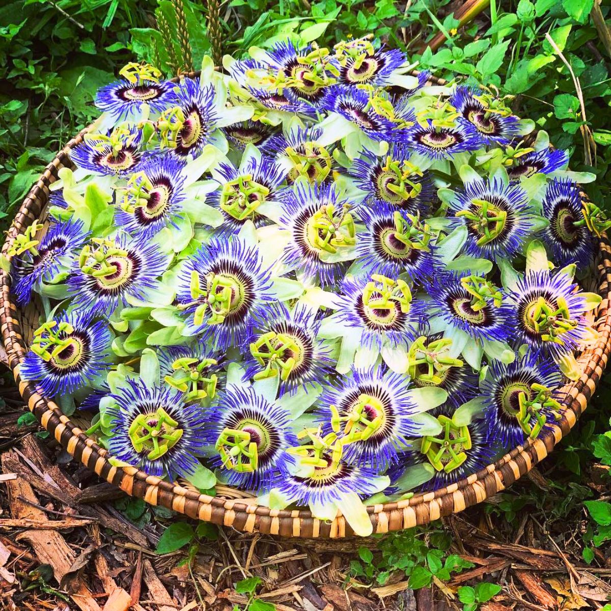 A circle plate full of Passiflora flowers A circle plate full of Passiflora flowers