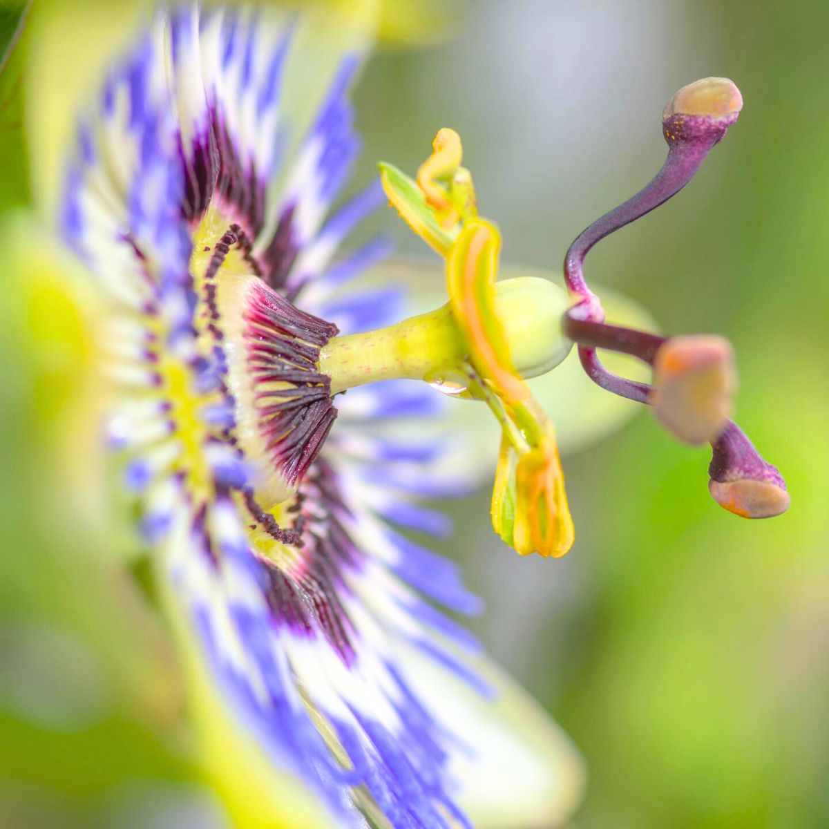 Very detailed closeup of Passiflora Very detailed closeup of Passiflora