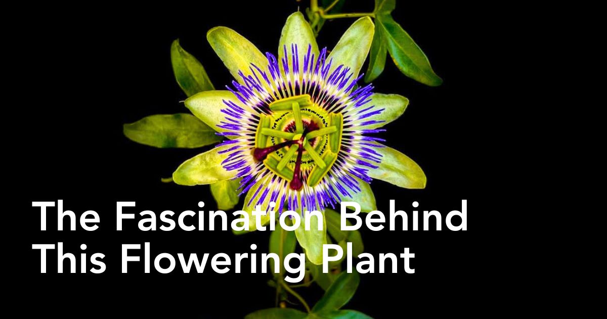 Passiflora Caerulea in black background header