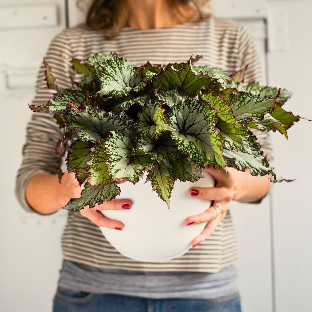 Begonia Flower Meaning, Ethereal Beauty and Hidden Depths 