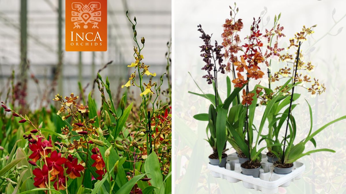 Cambria XL by Inca Orchids
