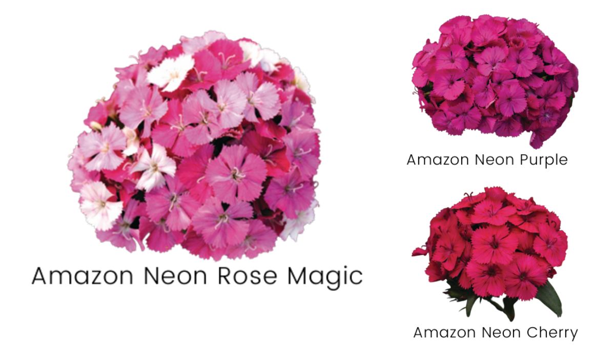 Dianthus barbatus Amazon by Van Alem bloemen