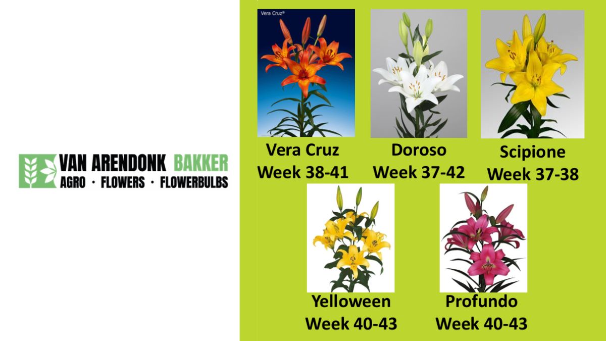 Liliums by van Arendonk-Bakker VOF 