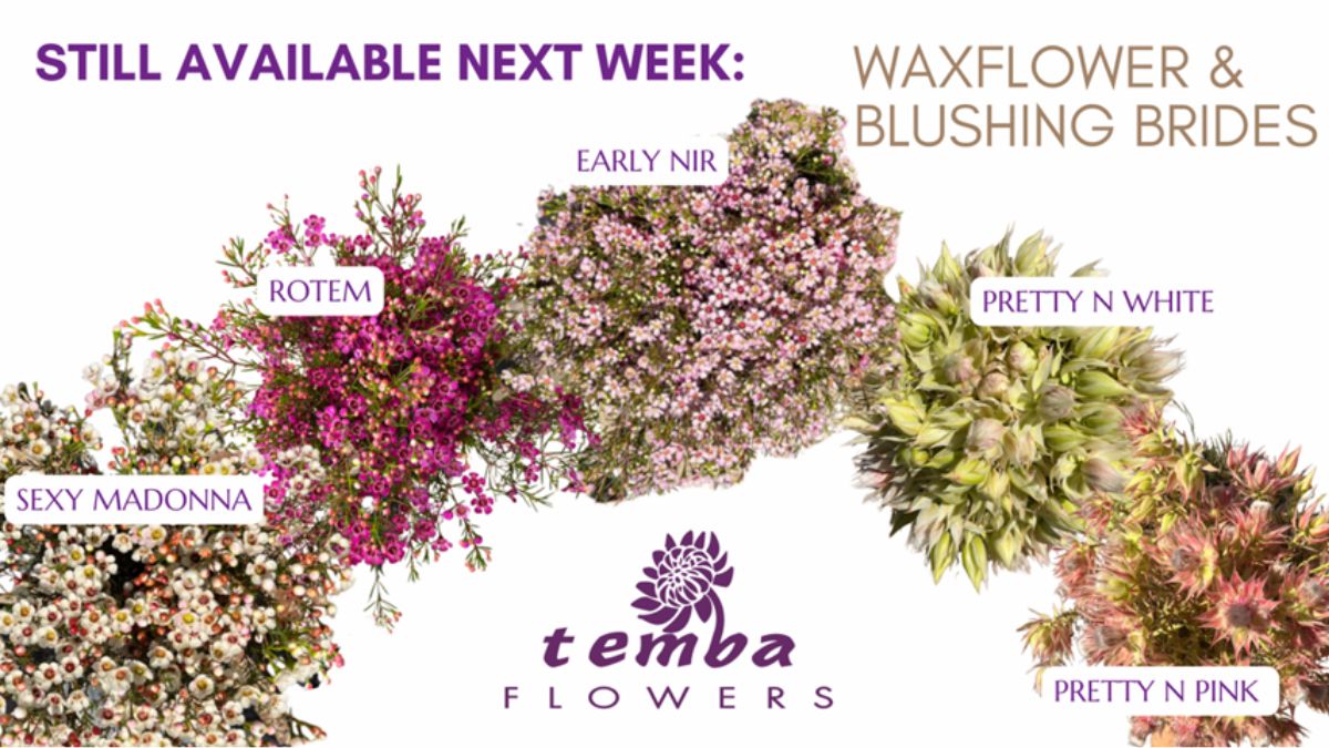 Different Waxflowers and Blushing Brides by Temba Flowers
