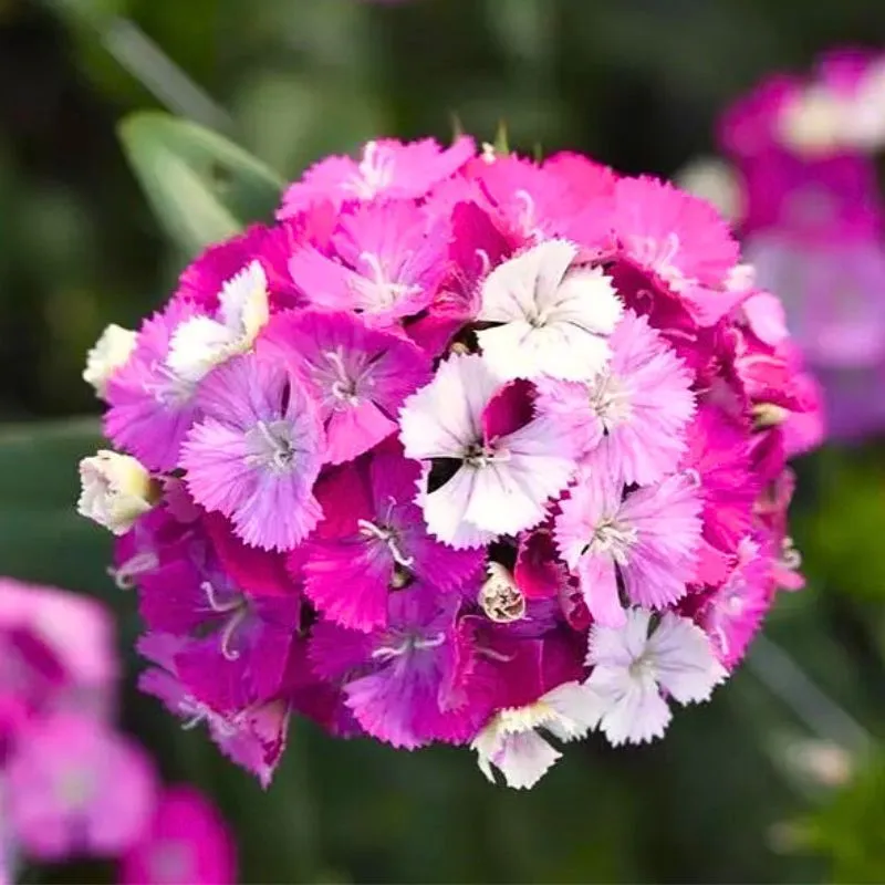 Dianthus barbatus Amazon Neon Rose Magic